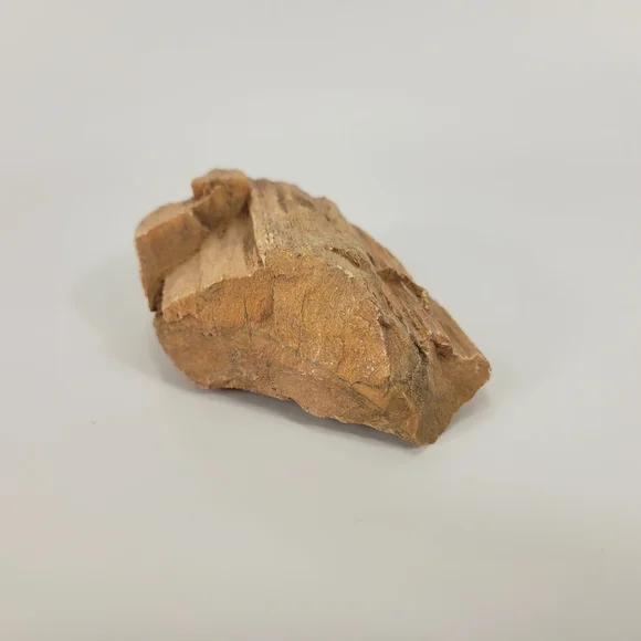 Petrified Wood Small 3 Inch Raw Natural Fossil Rock Specimen Arizona Mineral - Picture 4 of 12